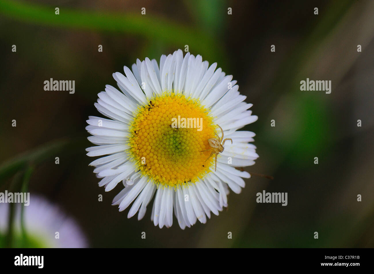 Il ragno granchio su prairie fleabane Foto Stock