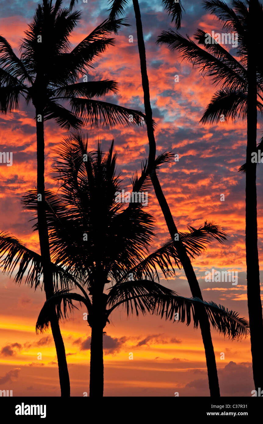 Stagliano palme insieme contro un colorato tramonto Hawaiano, come si vede dal Sans Souci Beach Park, Honolulu, Hawaii. Foto Stock