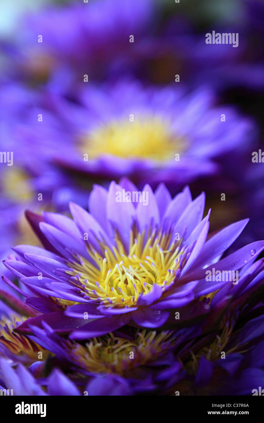 Water Lilies , il fiore nazionale dello Sri Lanka asia Foto Stock