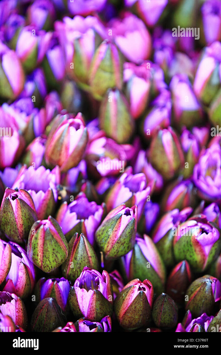Water Lilies , il fiore nazionale dello Sri Lanka asia Foto Stock