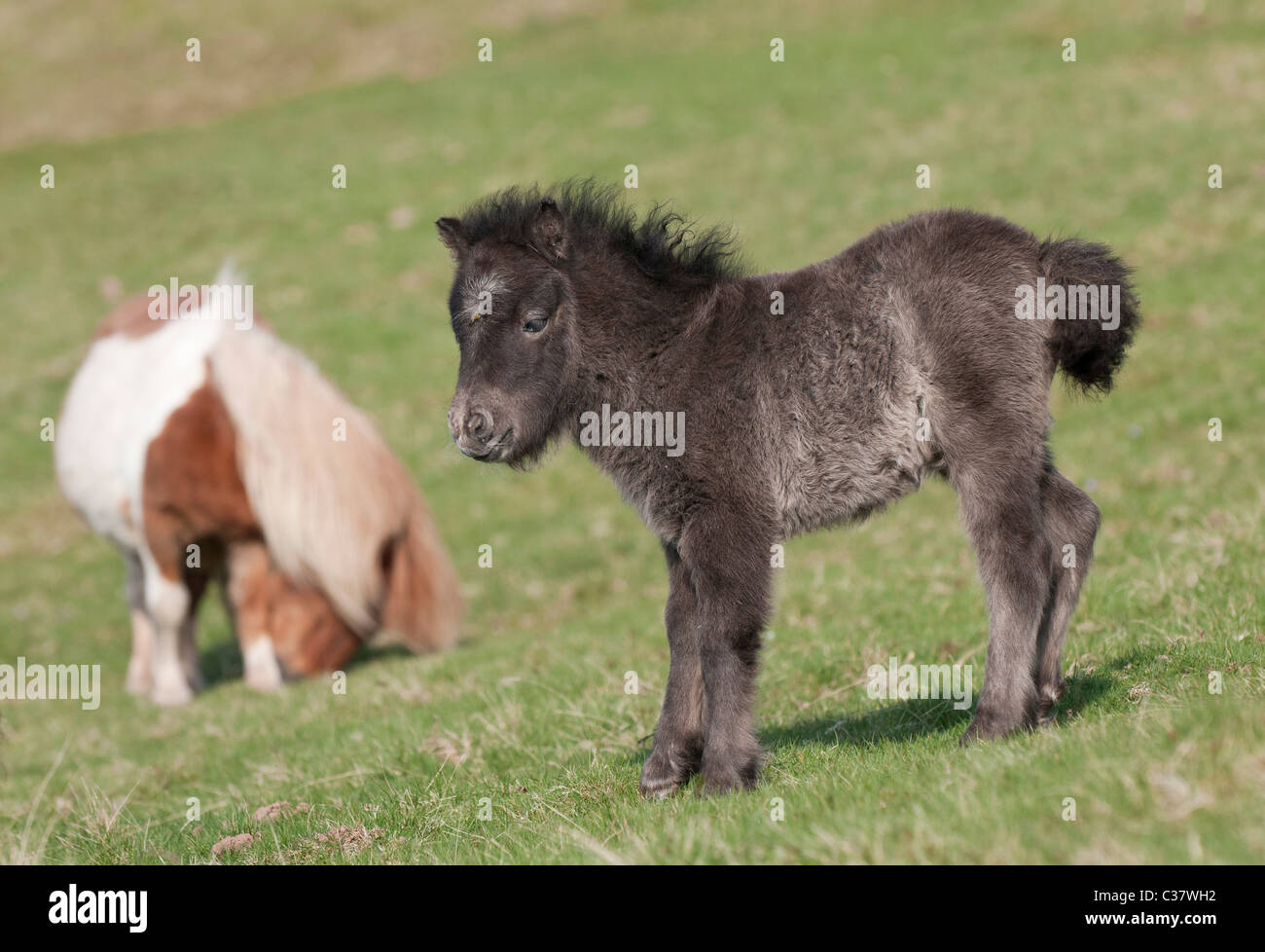 Un giovane puledro si erge di fronte a sua madre sul lato della collina della Montagna Nera vicino a Hay-on-Wye, Galles Foto Stock