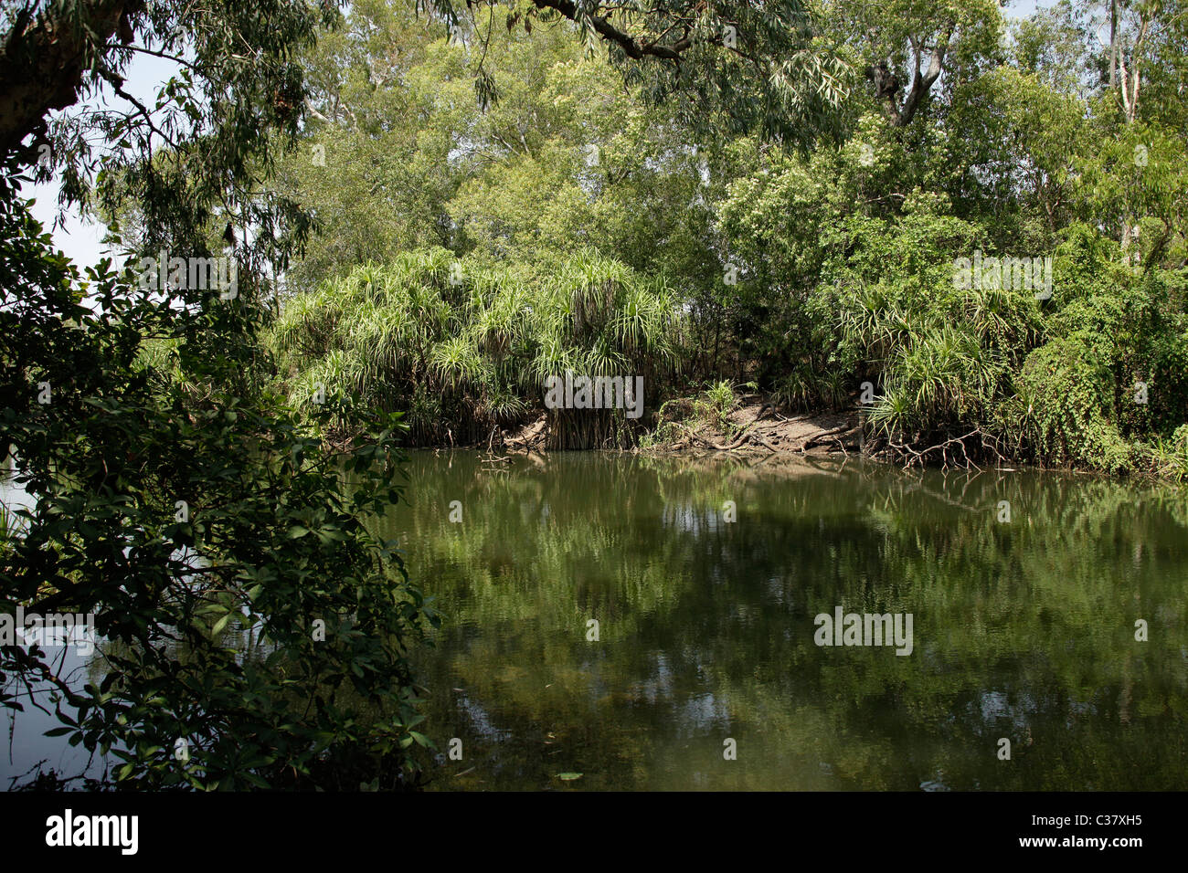 Acqua gialla Billabong a Kakadu Nationalpark vicino a Darwin, Northern Territory, Australien Foto Stock