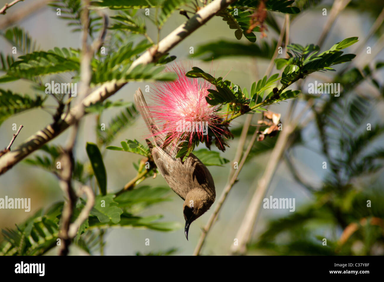 Hummingbird e polvere Puff Tree Blossom a Kakadu Nationalpark vicino a Darwin Territorio del Nord, l'Australia Foto Stock