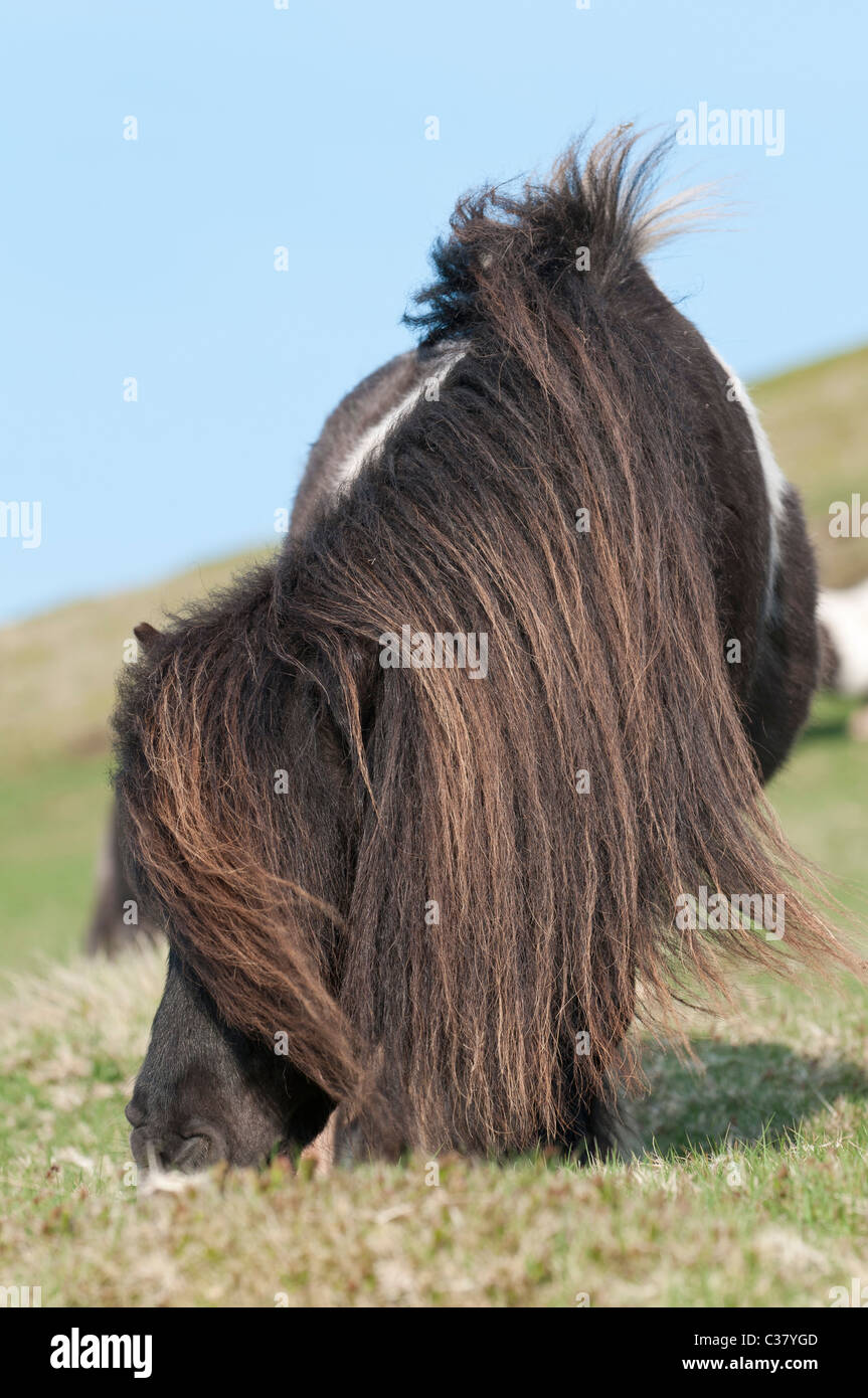 Un pony Welsh pascolare sul pendio della Montagna Nera, vicino a Hay-on-Wye, Galles Foto Stock