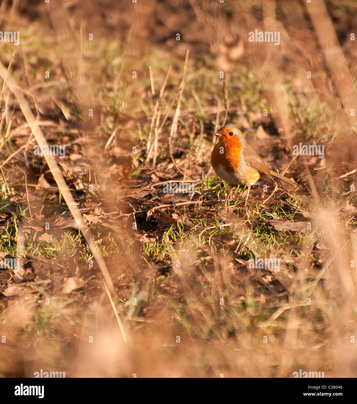 Robin in habitat Foto Stock