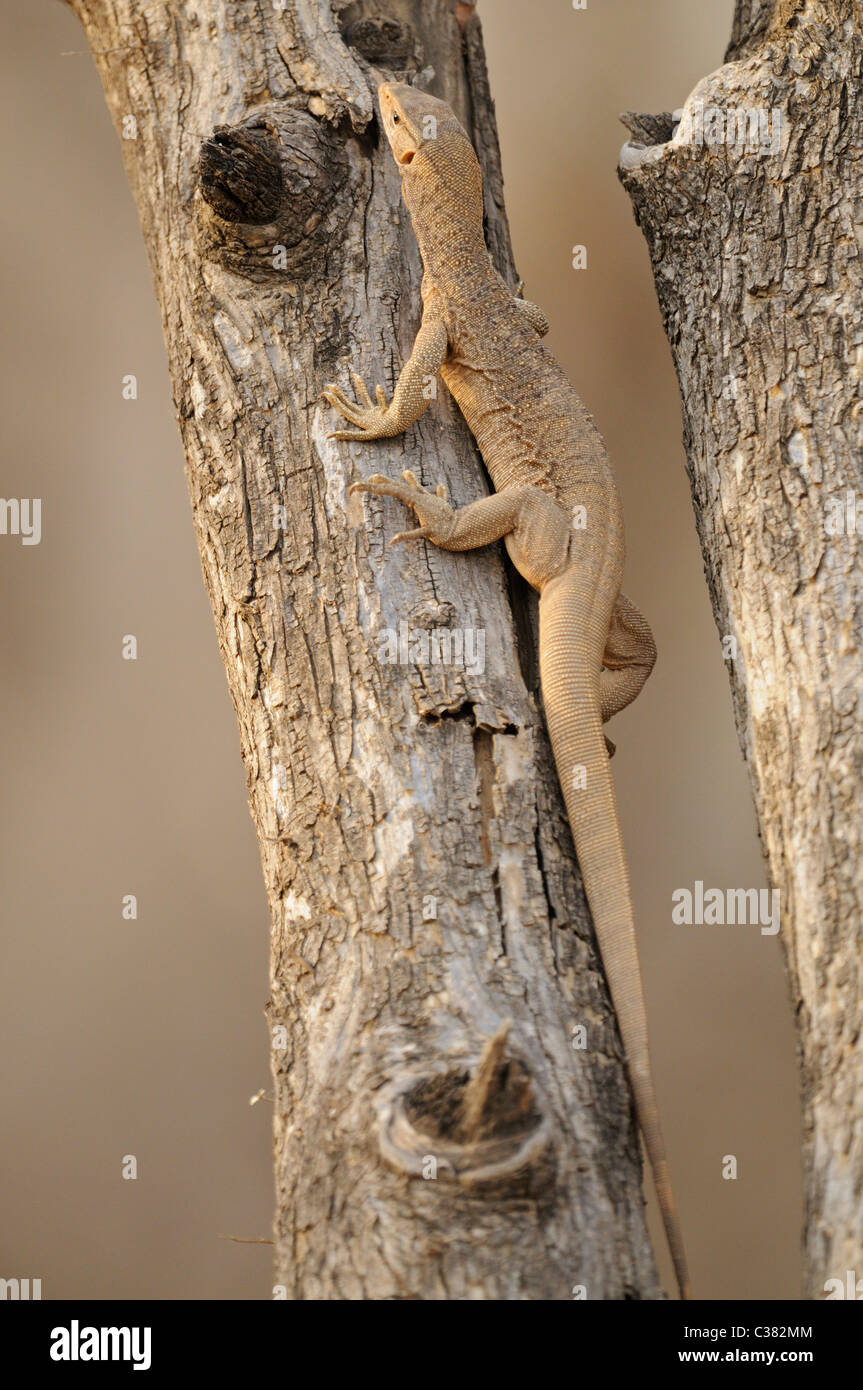 Il Bengala monitor (Varanus bengalensis) o comuni indiana Monitor lizard di arrampicarsi su un albero in Ranthambore Foto Stock