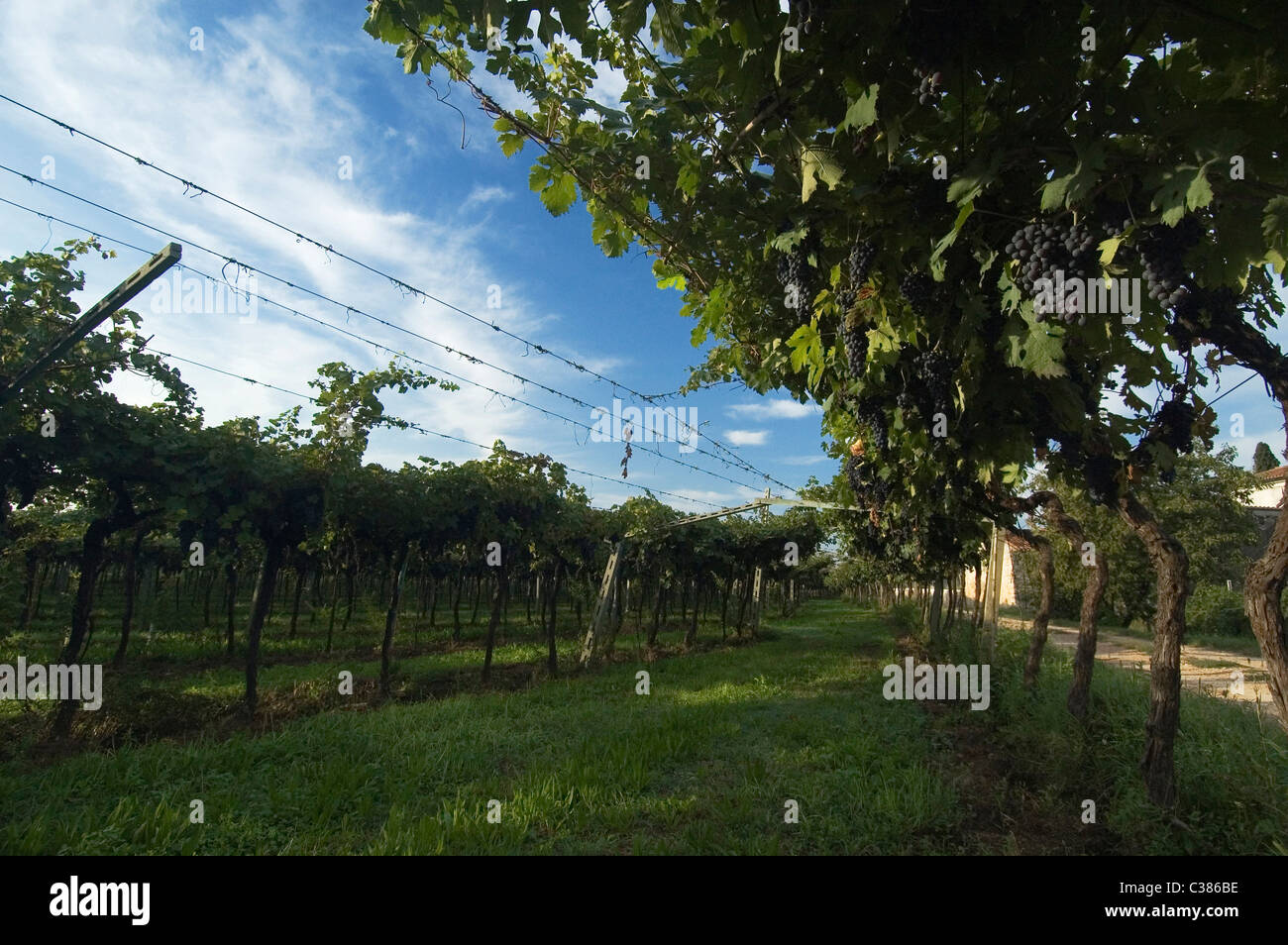 San Pietro in Cariano, la Valpolicella, Verona, Veneto, Italia, Europa Foto Stock