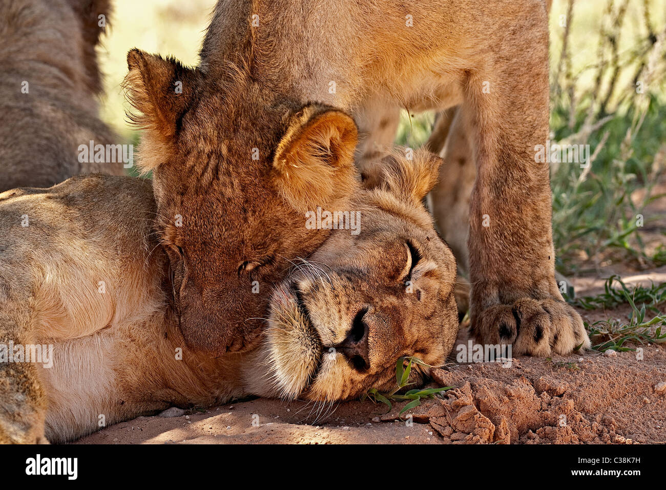 Il figlio e la madre - un bambino maschio LION CUB nuzzles sua madre Foto Stock