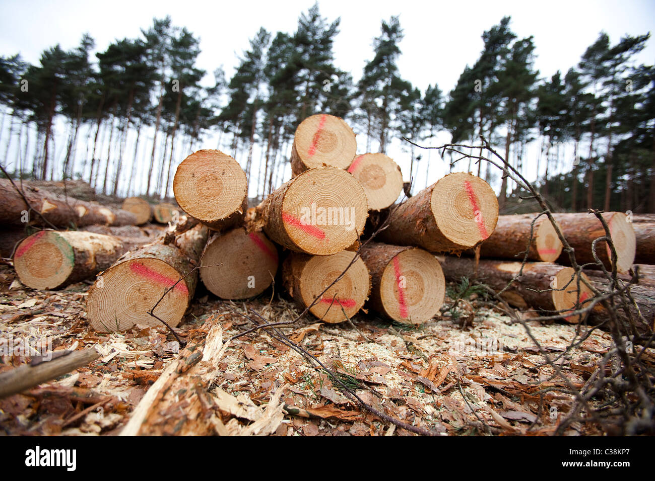 Immagine illustrativa della Commissione Forestale la raccolta a Thetford Forest, Suffolk Foto Stock