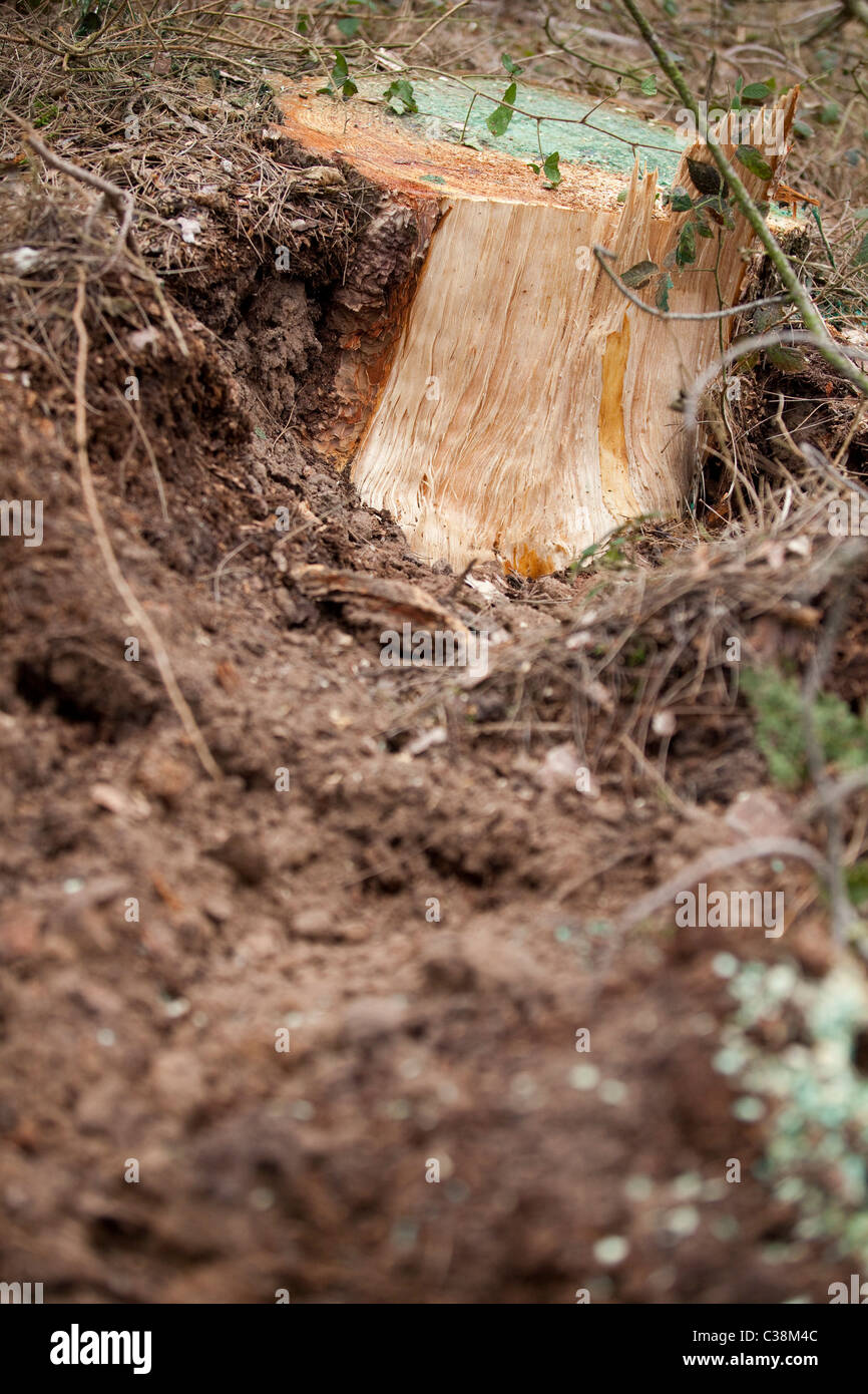 Immagine illustrativa della Commissione Forestale la raccolta a Thetford Forest, Suffolk Foto Stock