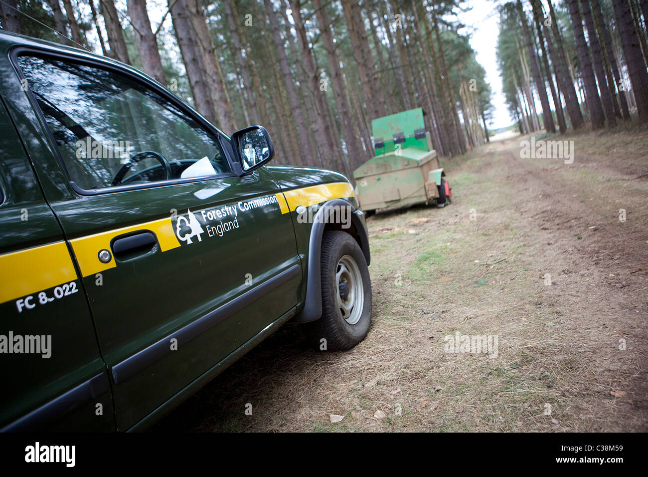 Immagine illustrativa della Commissione Forestale la raccolta a Thetford Forest, Suffolk Foto Stock