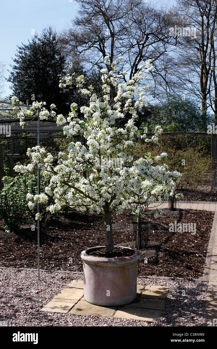 POT nero cresciuto WORCESTER Pear Tree. Foto Stock