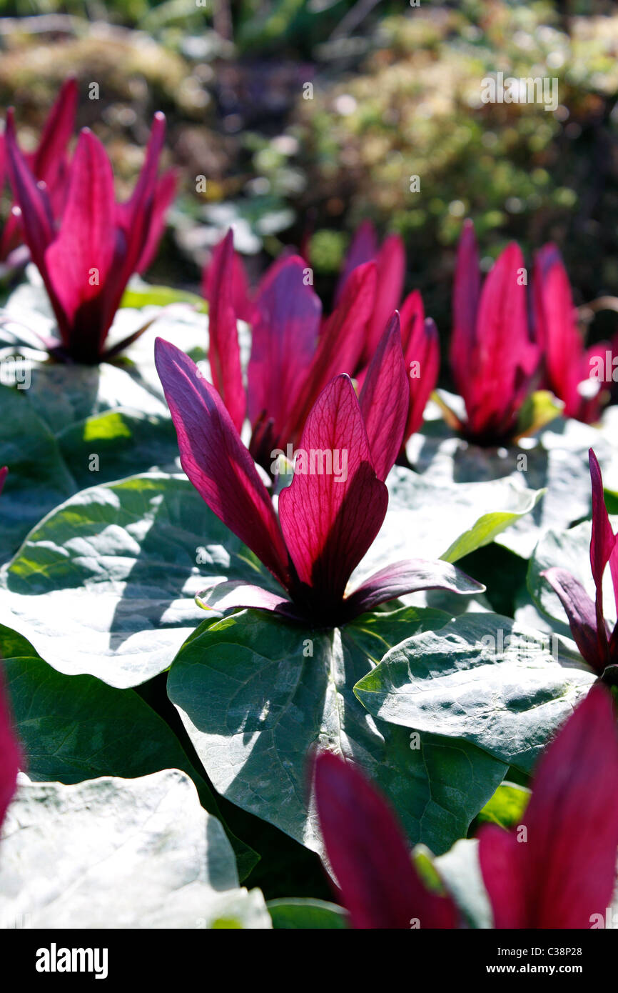 TRILLIUM sessili. WAKE ROBIN. TOAD - Ombra. Trinità fiore. Foto Stock