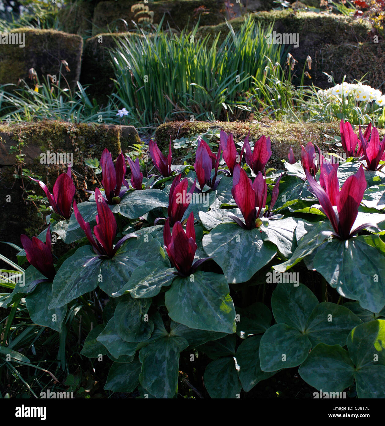 TRILLIUM sessili. WAKE ROBIN. TOAD - Ombra. Trinità fiore. Foto Stock