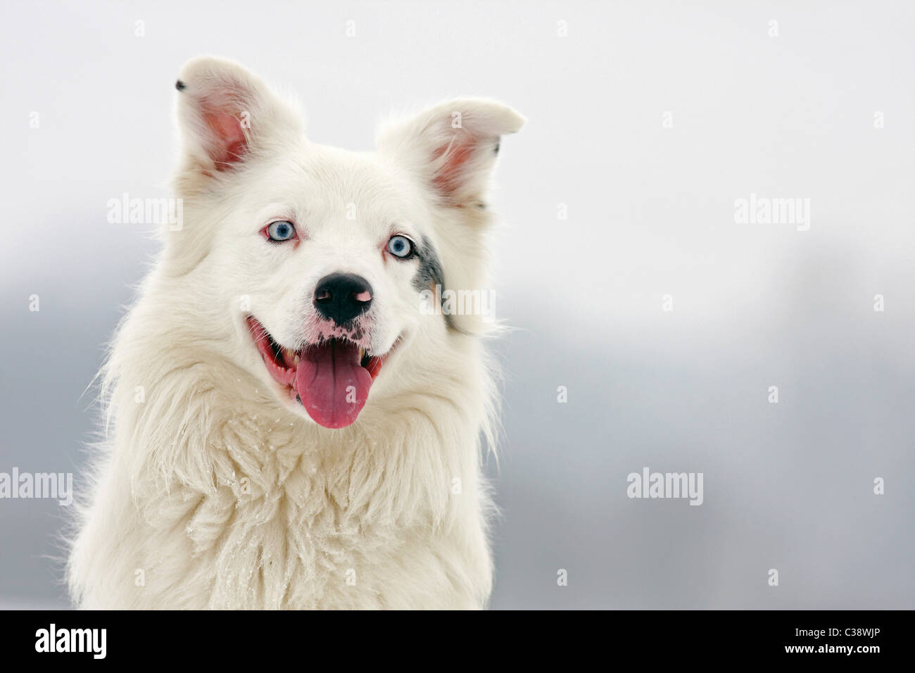 Australian Shepherd dog - Ritratto Foto Stock