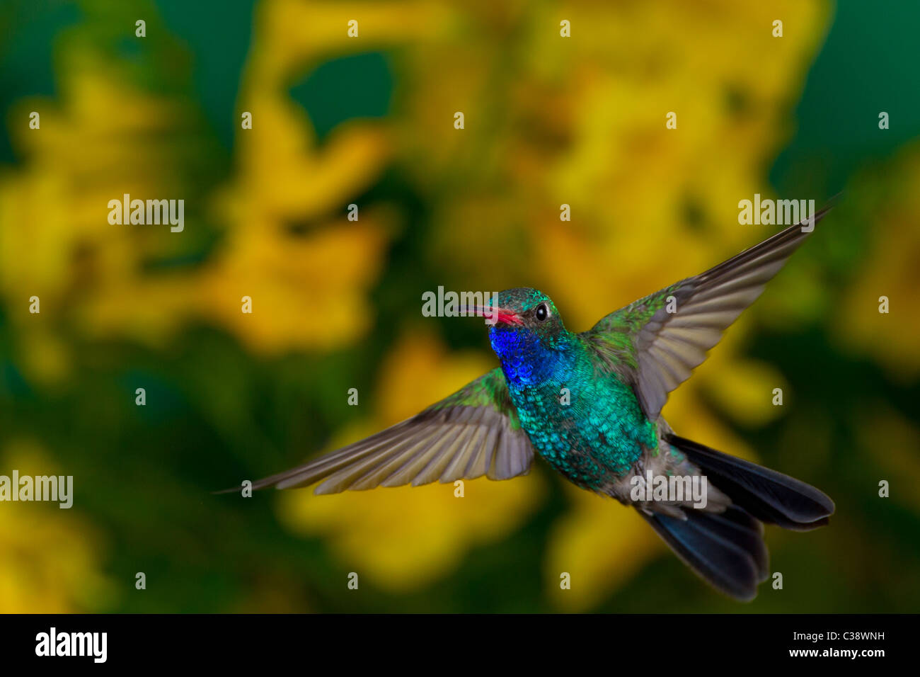 Ampio maschio-fatturati Hummingbird con fiori d'Oro Foto Stock