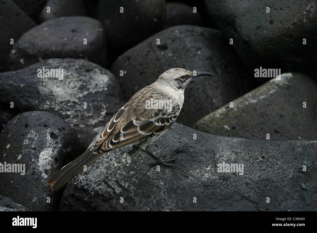 [Cofano Mockingbird] [Nesomimus macdonaldi] endemica di Espanola [Cappa isola] e [Gardner Island] nelle isole Galapagos Foto Stock