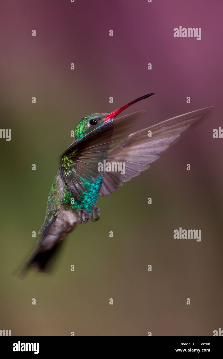 Ampio maschio-fatturati Hummingbird in volo Foto Stock