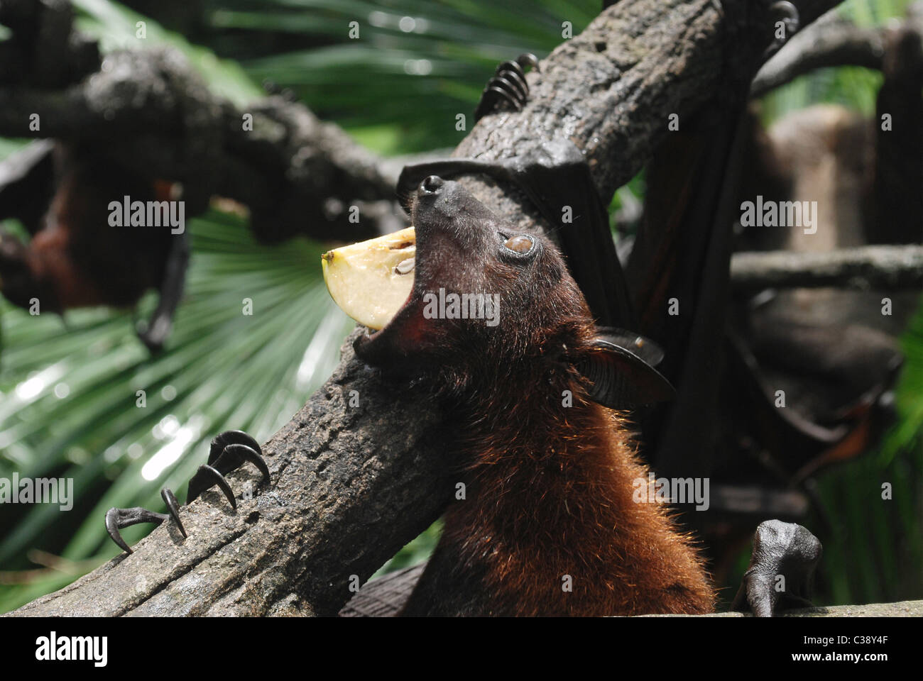 : La malese flying fox [bat] mangiare frutta; Singapore Zoo Foto Stock