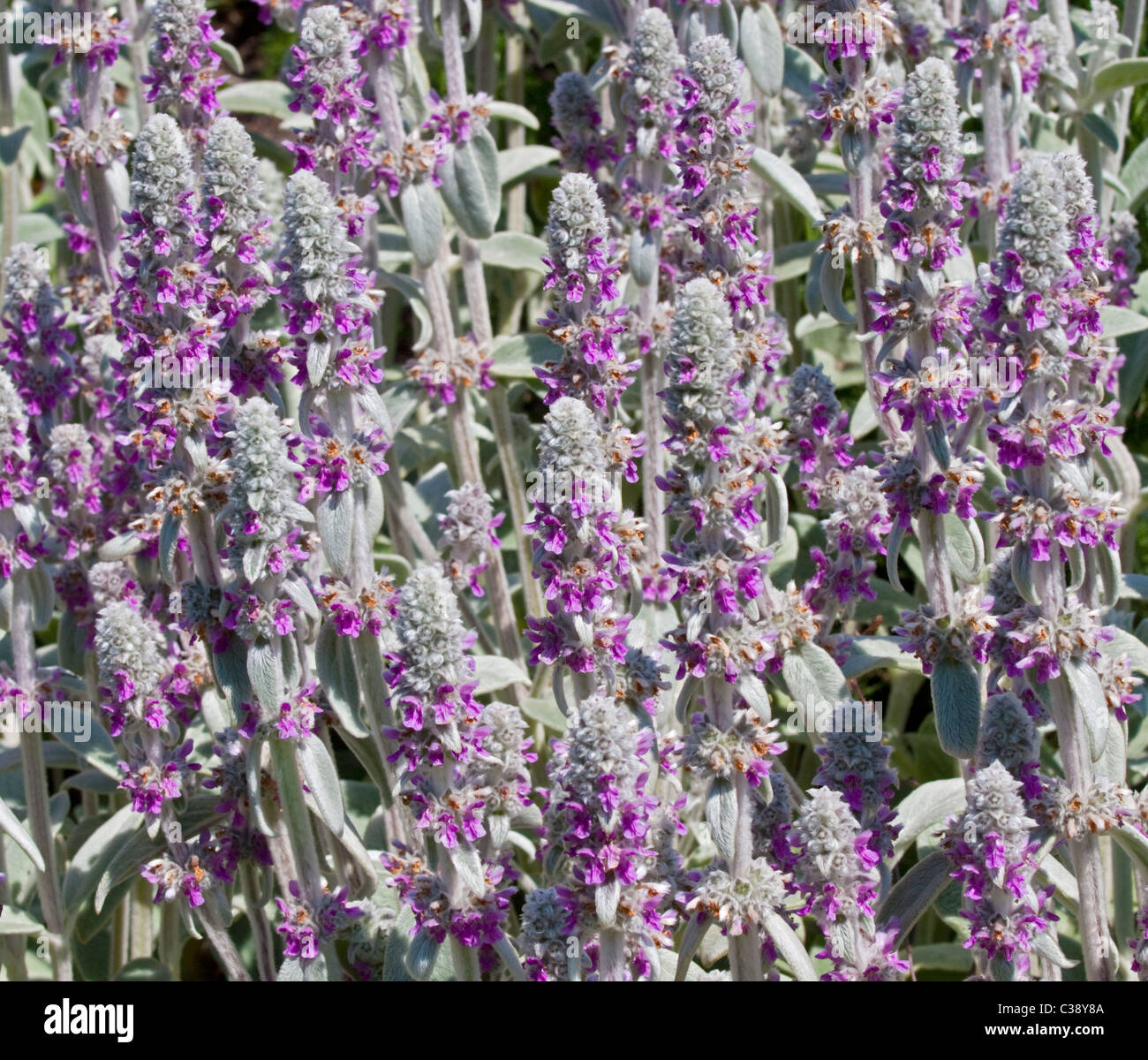 Stachys Byzantina Primrose Heron Foto Stock