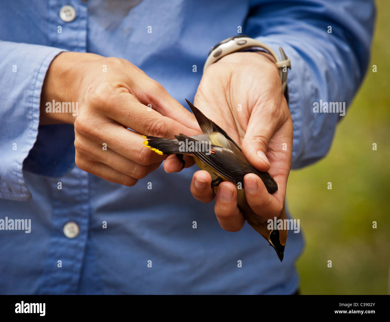 Un Cedro Waxwing è tenuto da un membro dell'Università del Montana influenza Science Center durante la presenza di bande di uccelli . Foto Stock