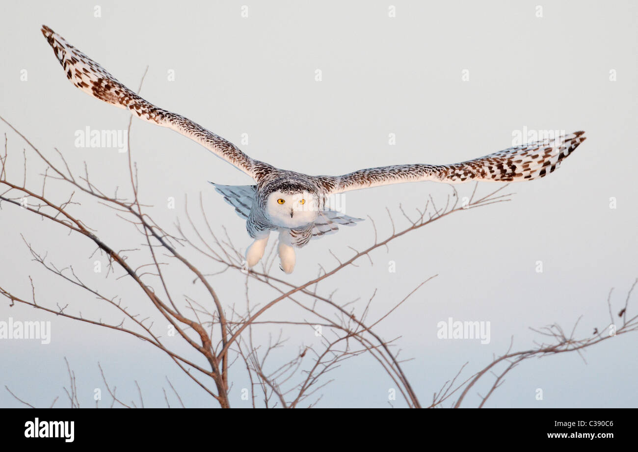 Civetta delle nevi (Bubo scandiacus, Nyctea scandiaca), femmina adulta in volo. Foto Stock