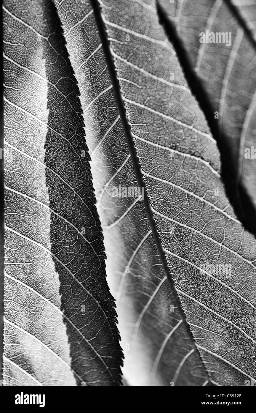 Aesculus indurre. Indiano o Himalayan ippocastano foglie. In bianco e nero Foto Stock