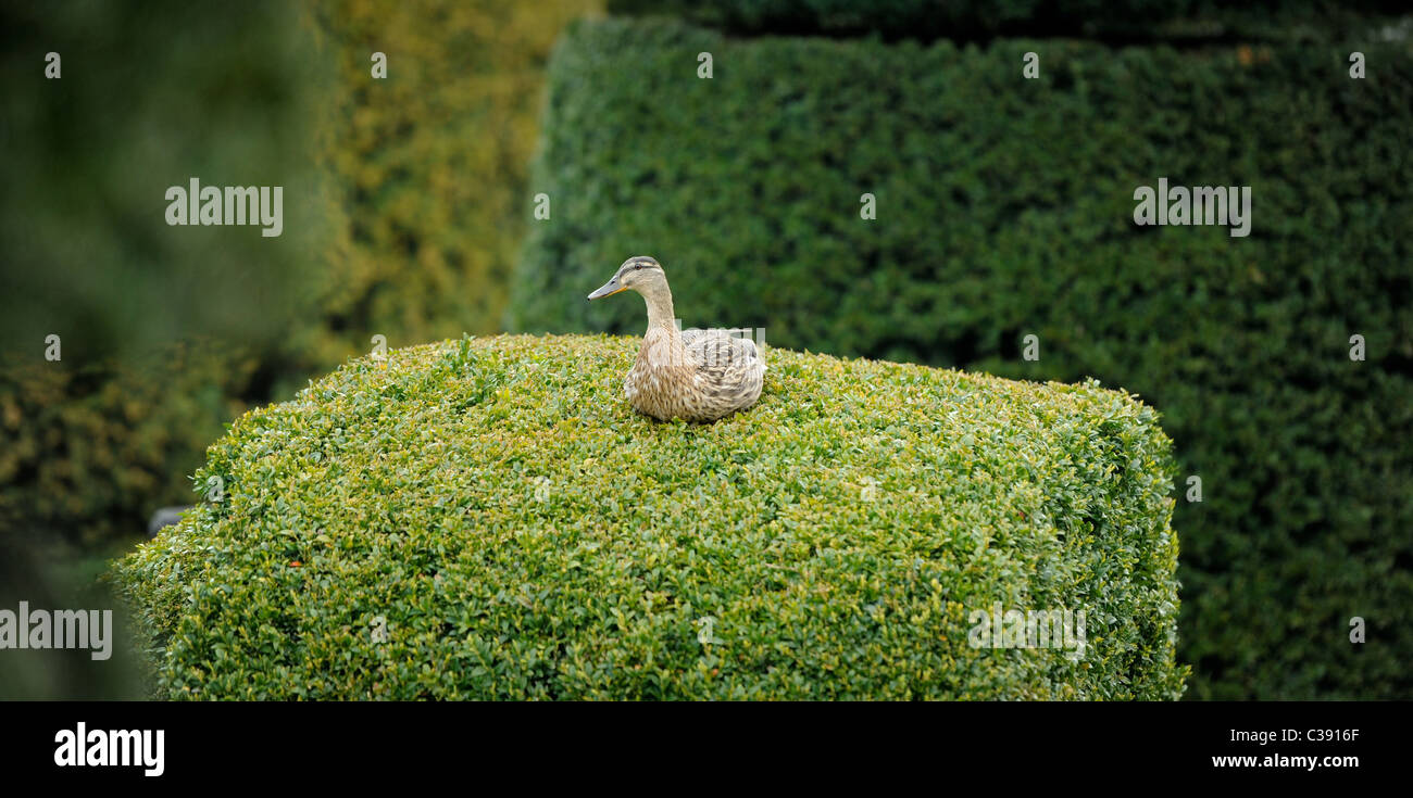 Un'anatra mallard femminile seduta su una siepe privata - uno strano sito di nido in fase di indagine. Foto Stock