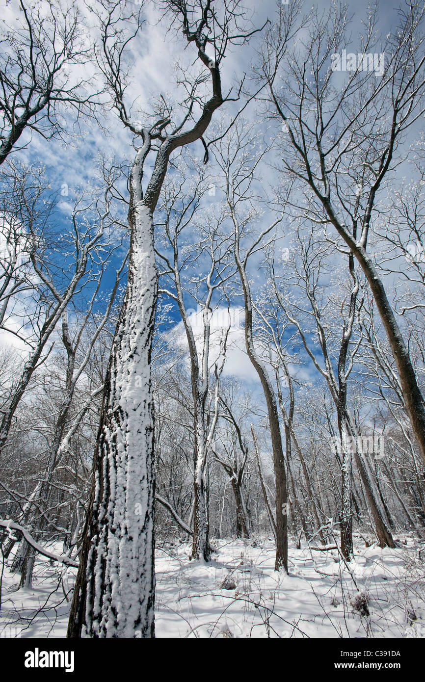 Bosco di latifoglie in inverno Foto Stock