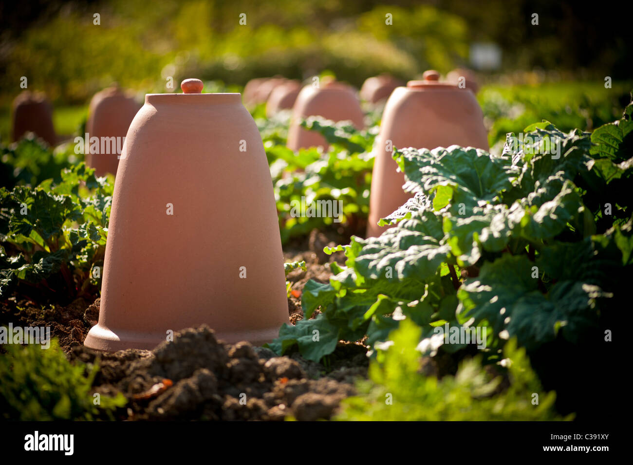 Forcieri in terracotta a forma di campana nel giardino della cucina dello Yorkshire. Foto Stock