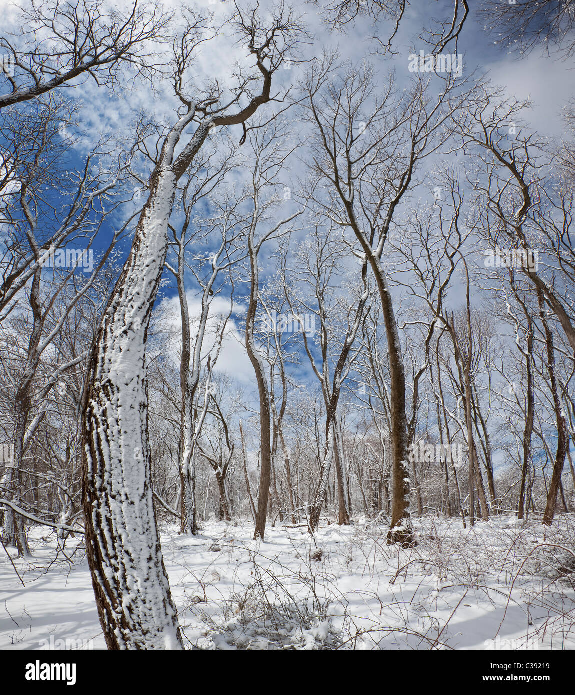 Bosco di latifoglie in inverno Foto Stock