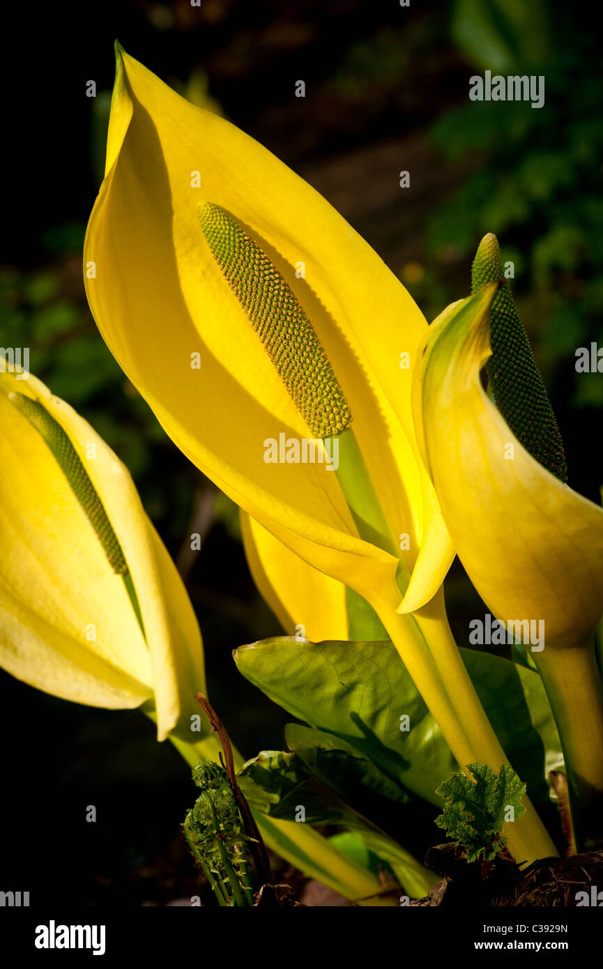 Primo piano di spazzatura gialla Cabbage o Lysichiton Americanus crescere in un giardino britannico. Foto Stock