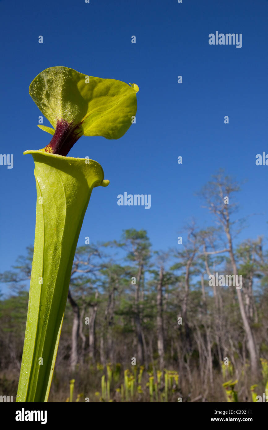 Pianta carnivora giallo o tromba brocca piante Sarracenia flava var rugelii Florida USA Foto Stock