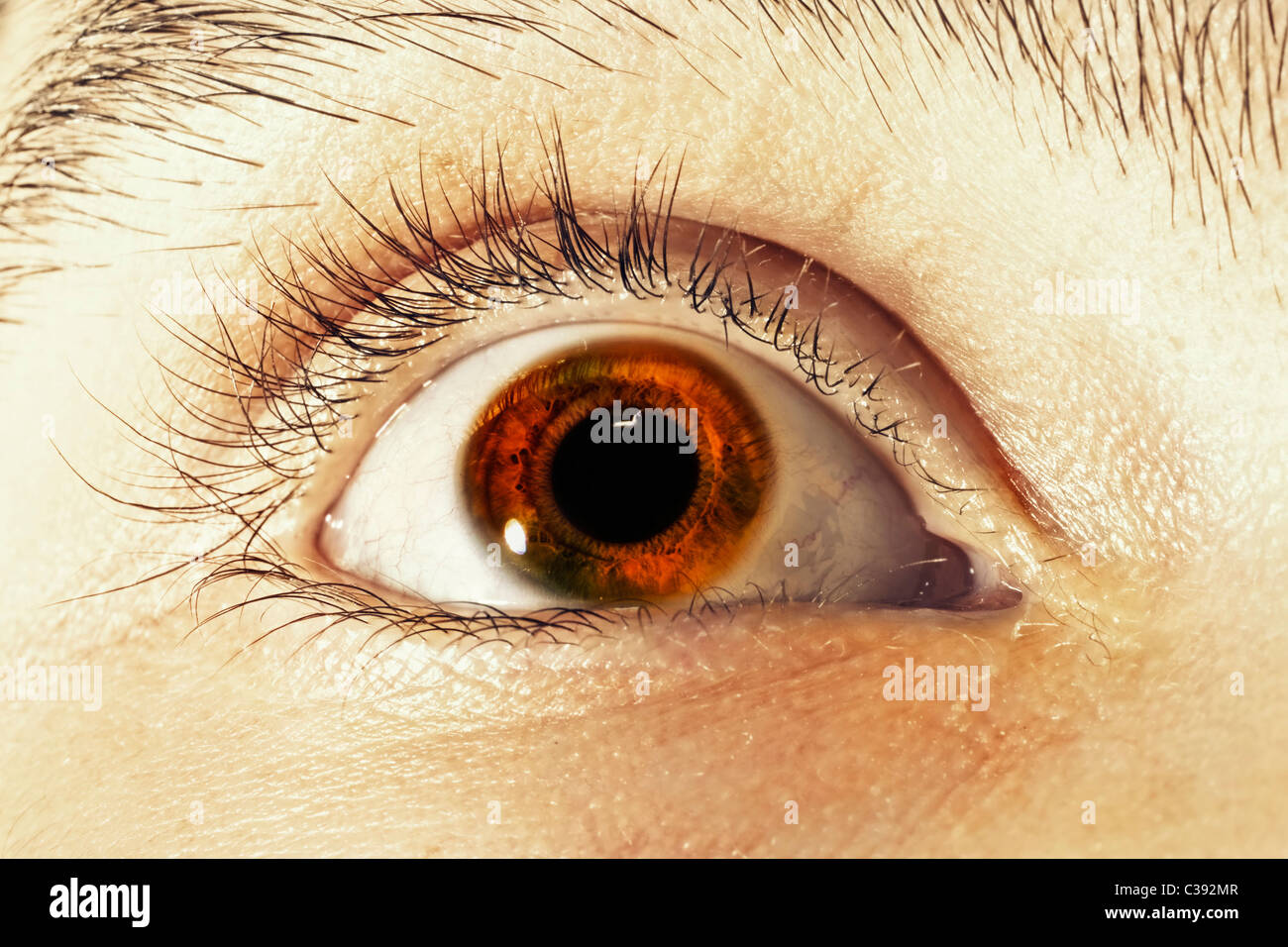 Brown man's eye closeup Foto Stock