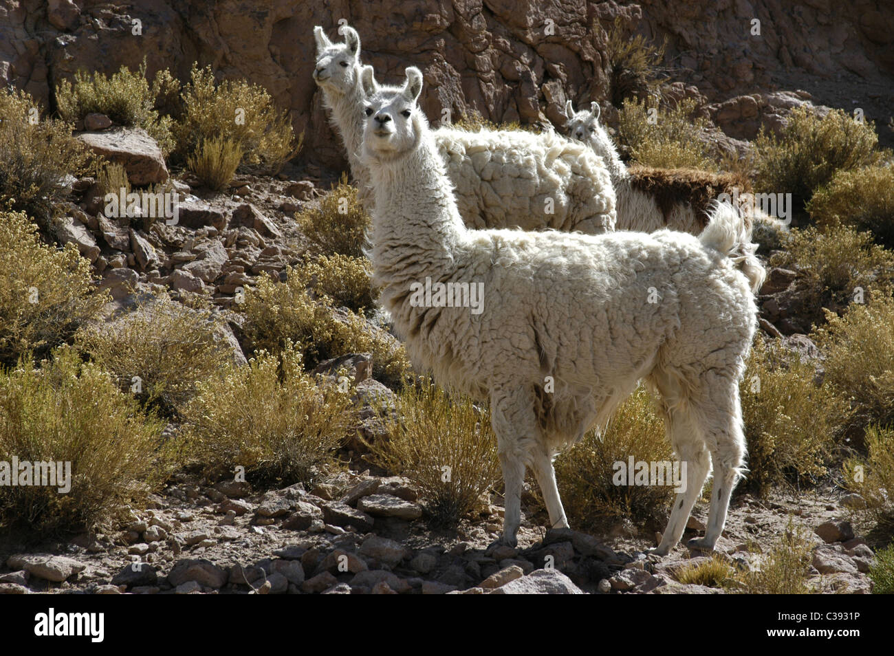Bolivia. i lama appartiene alla famiglia di cammello. è vivente nelle Ande  fino a 5OOO m un sl ed è un importante patrimonio zootecnico Foto stock -  Alamy