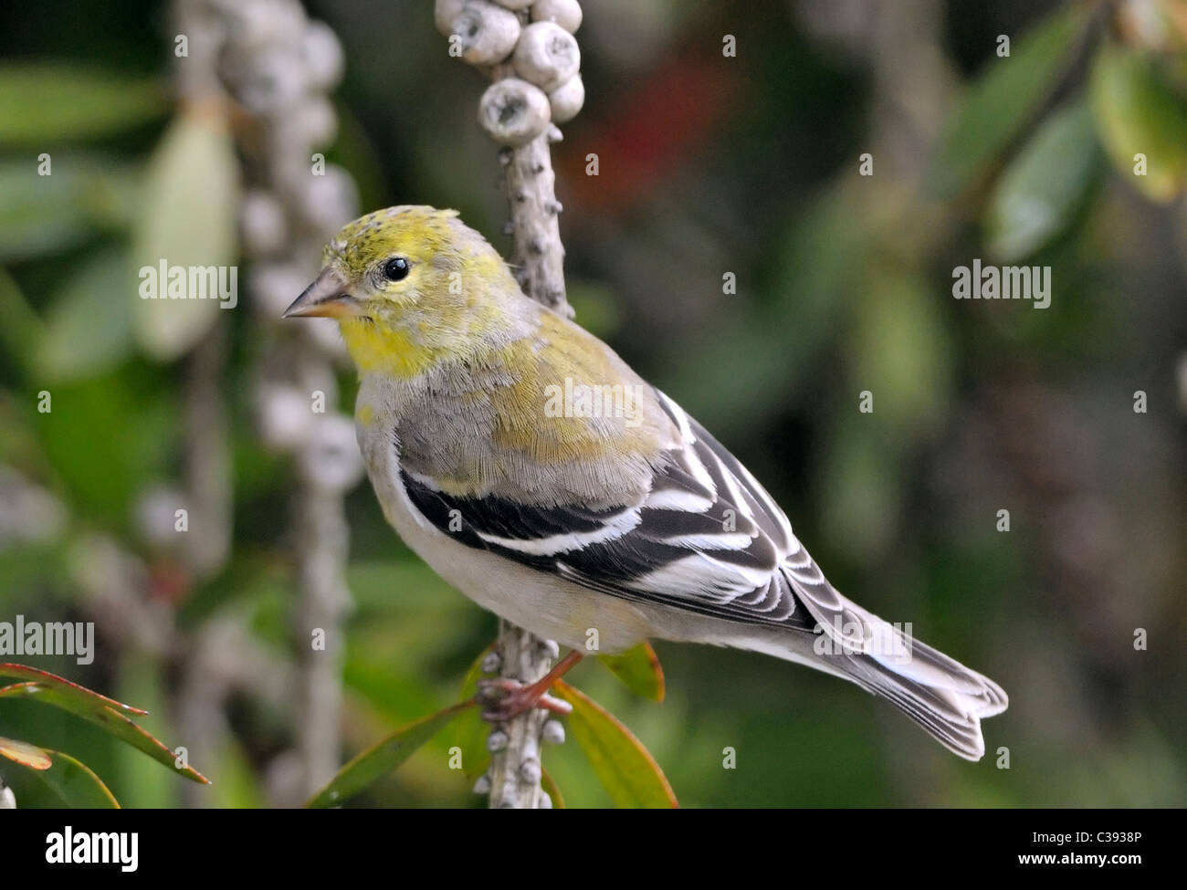 Si tratta di un Goldfinch americano (Spinus tristis) femminile o non riproduttore, che mostra toni di giallo oliva e grigio sfumati rispetto ai maschi giallo brillante in Foto Stock