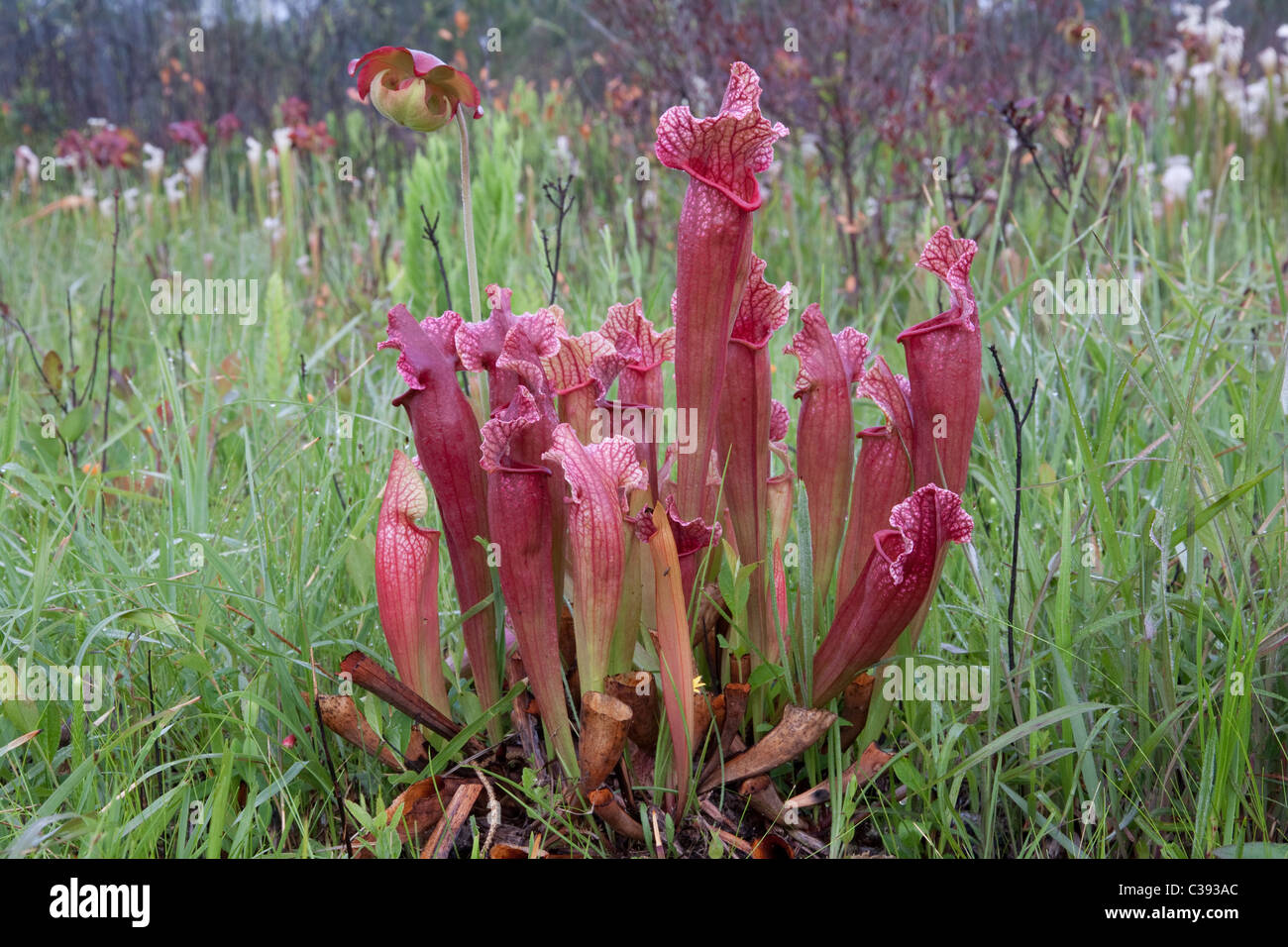 Carnivori di pianta brocca Sarracenia x Mitchelliana (S. leucophylla x S. rosea ), un ibrido naturale, Alabama USA Foto Stock