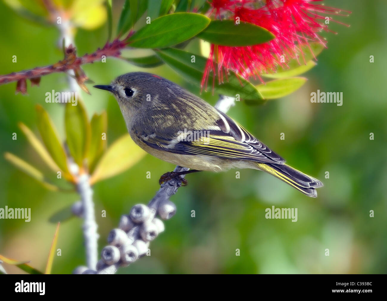 Un uccello del Kinglet coronato da Ruby (Regulus calendula), arroccato su un ramo, raffigurato su uno sfondo sfocato Foto Stock