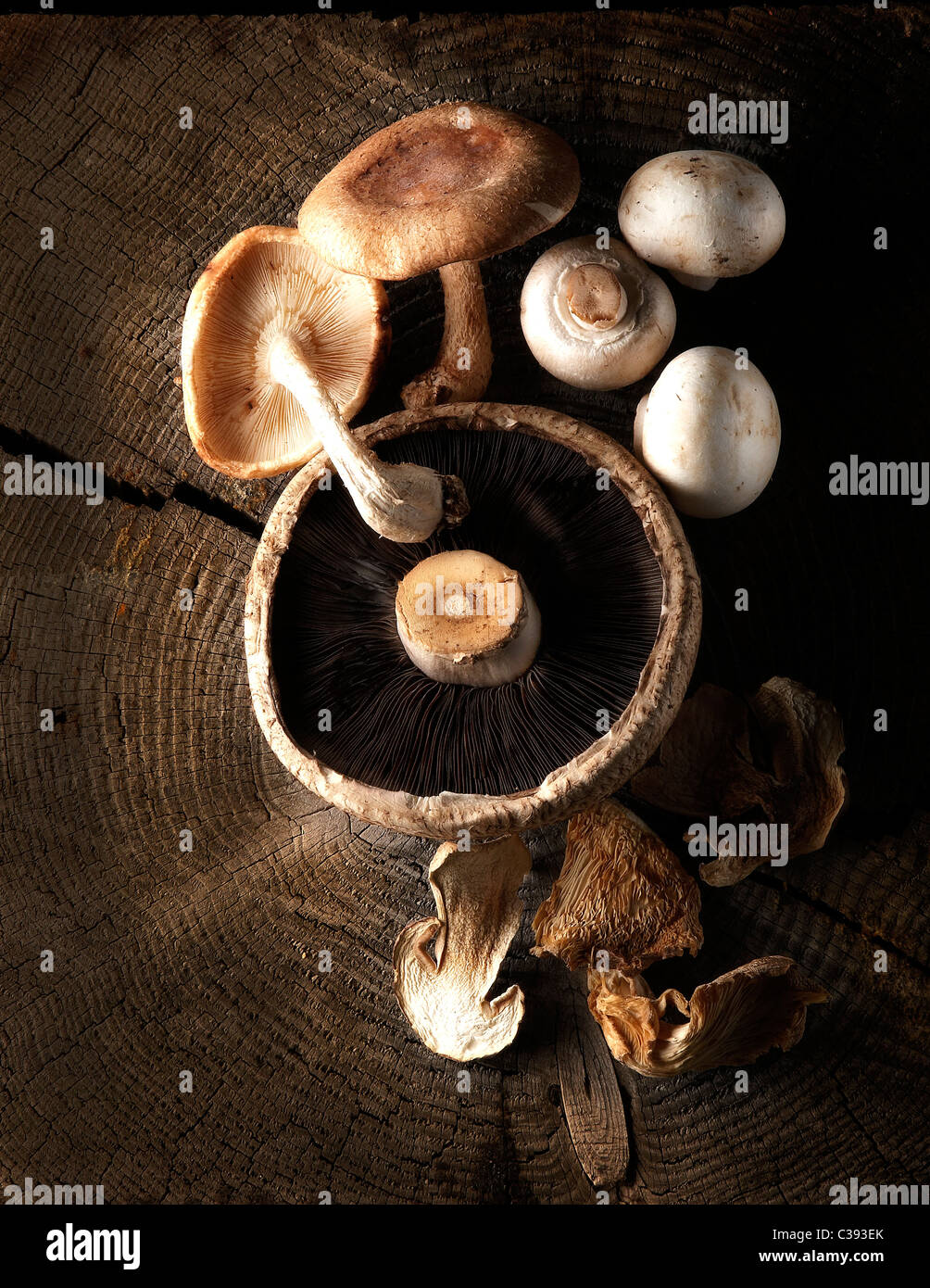 funghi Foto Stock