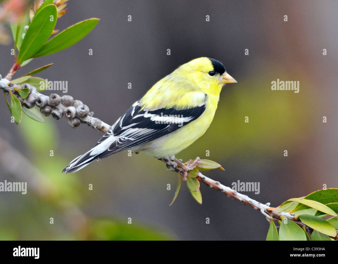 American Goldfinch (Spinus tristis) maschio arroccato su un ramo frondoso, mostra un piumaggio giallo vibrante, un cappello nero e ali in bianco e nero a contrasto. Foto Stock