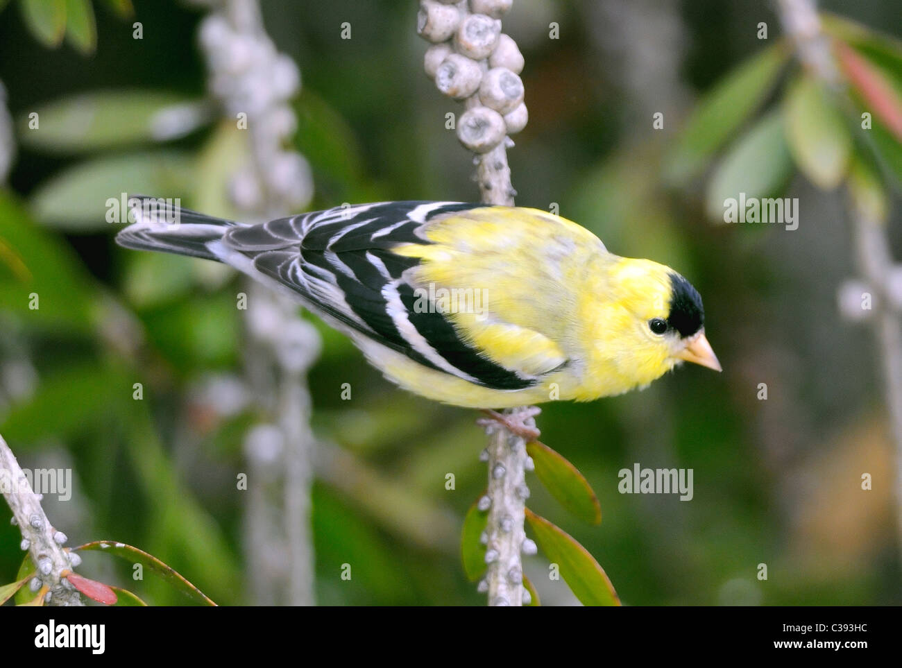 Goldfinch americano maschio (Spinus tristis) arroccato su un ramo, corpo giallo brillante e berretto nero con marcature alari audaci. Comune finch nordamericano. Foto Stock