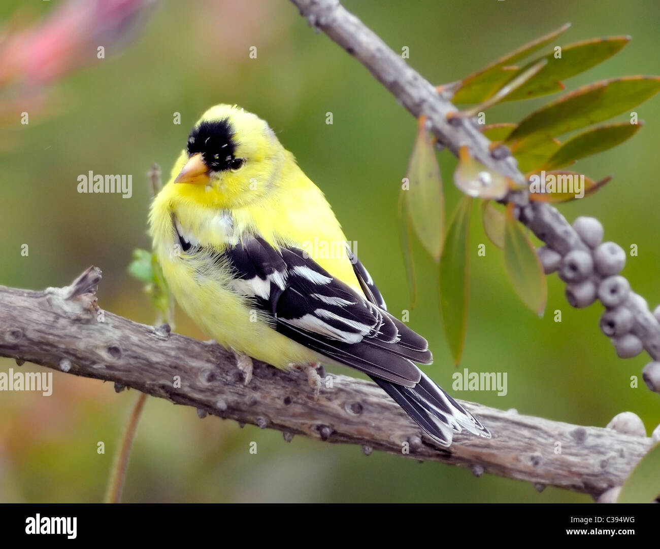 Goldfinch americano maschile appollaiato su un ramo, mostra un piumaggio giallo vibrante e ali in bianco e nero. Piumaggio estivo. Foto Stock