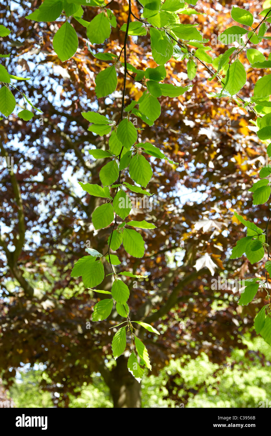 Foglie verdi su albero a sbalzo sparato contro un manto rosso marrone lascia fornendo un background contrastanti. Sun splende la luce Foto Stock