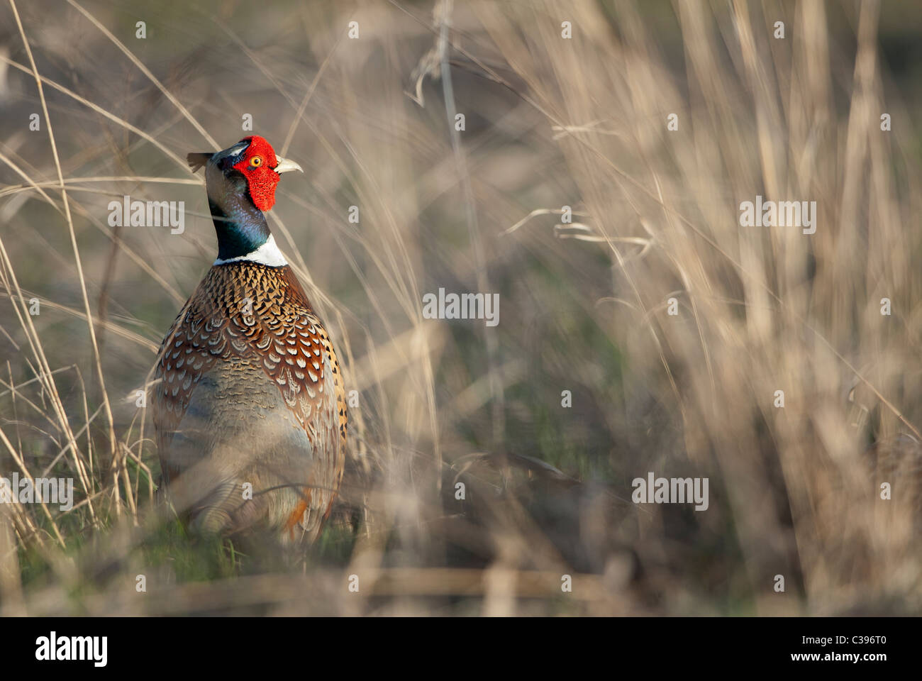 Anello-colli (Fagiano Phasianus colchicus) in habitat prativi, Western Montana Foto Stock