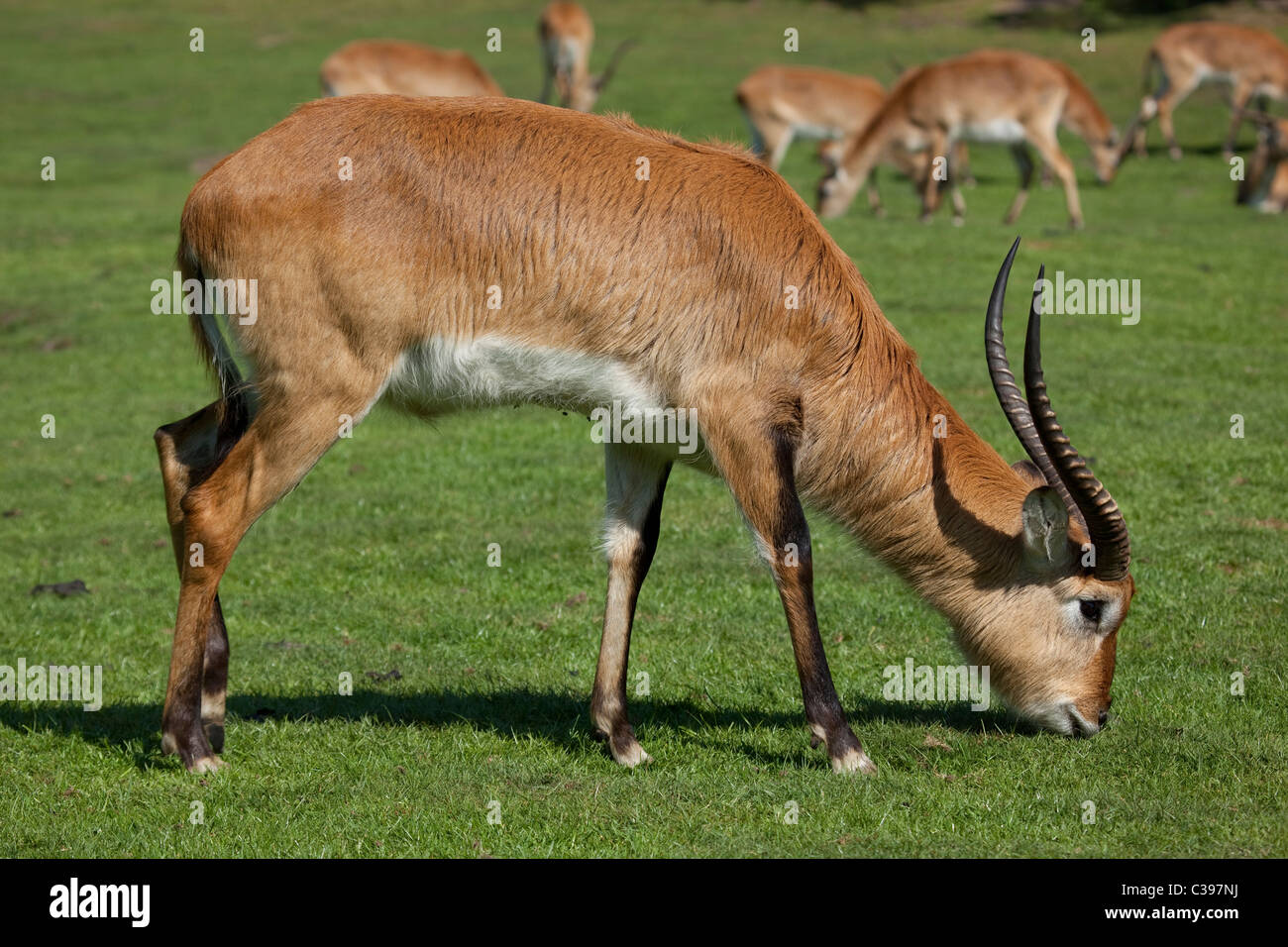 Appartamenti Kafue Lechwe pascolo Foto Stock