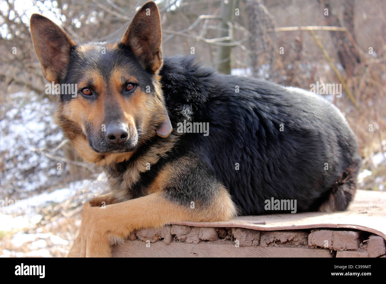 Pastore tedesco Foto Stock