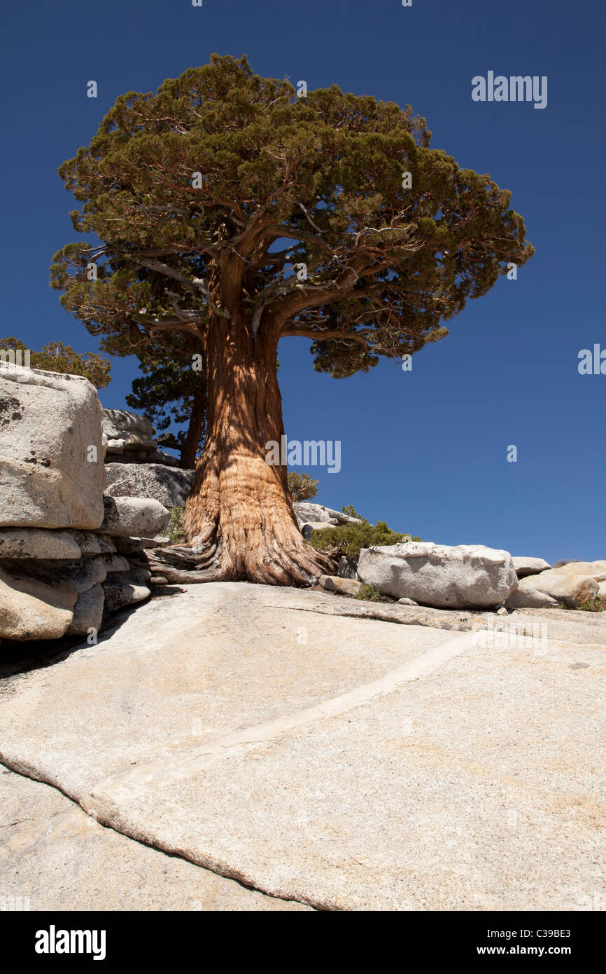 Jeffrey Lone Pine in cima Olmsted punto lungo la Tioga Pass Road nel Parco Nazionale di Yosemite. Foto Stock