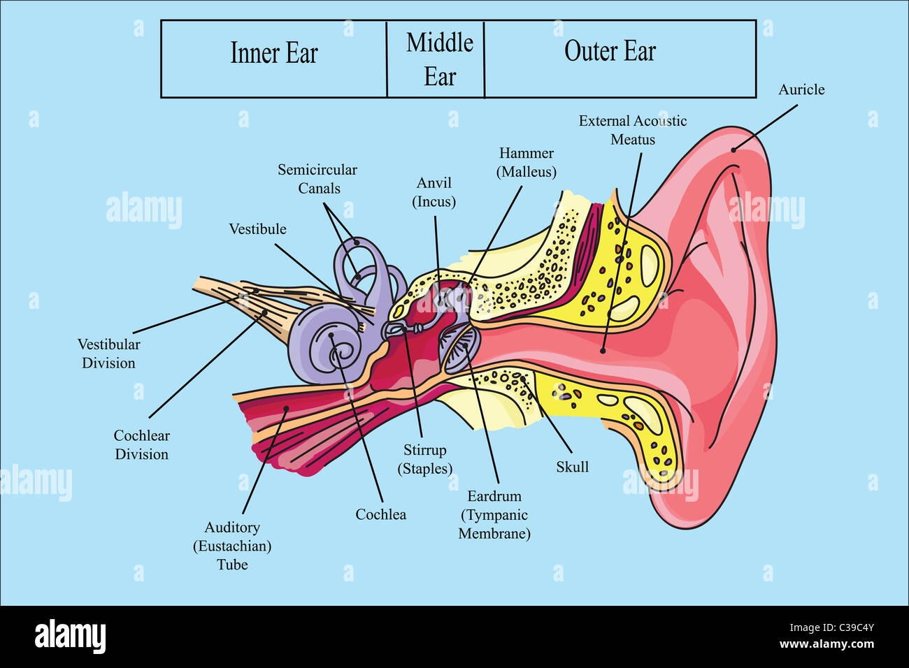 Struttura di un orecchio umano illustrazione Foto Stock