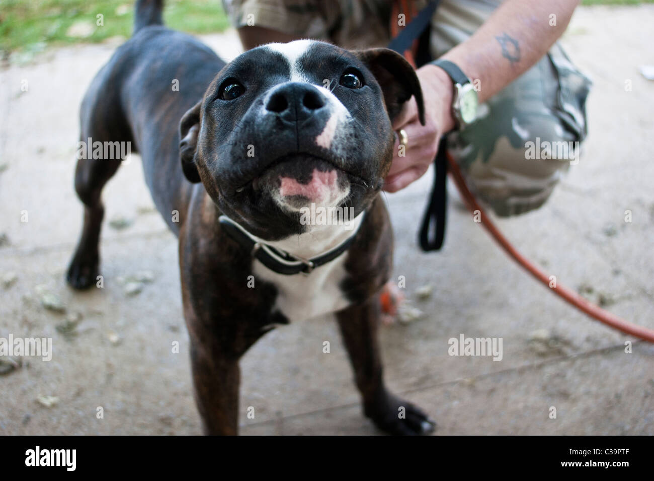 Clara, posa per il suo ritratto. "Pericoloso"? Foto Stock