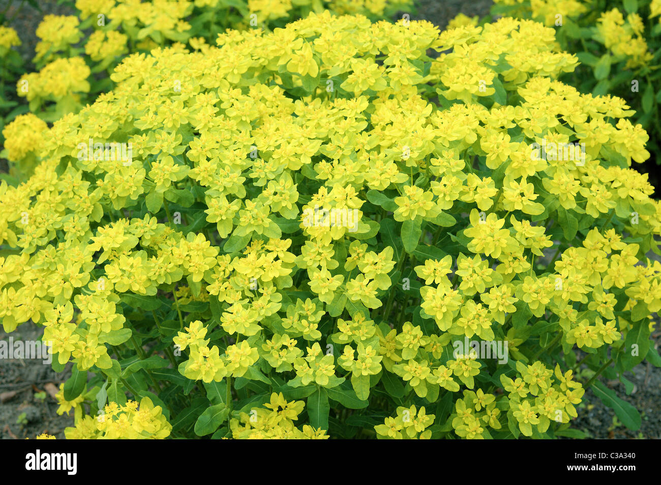 Il cuscino di euforbia molla gialla fiore Euphorbia epithymoides Foto Stock